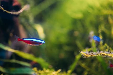 燈魚 混養|紅蓮燈魚養護指南：10個技巧讓你打造完美的霓虹水族。